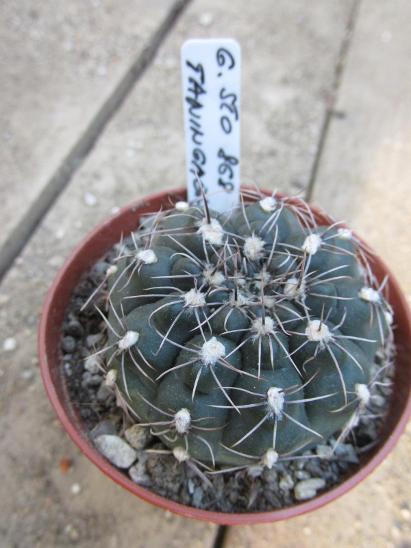 kaktusy  gymnocalicium  taningaense