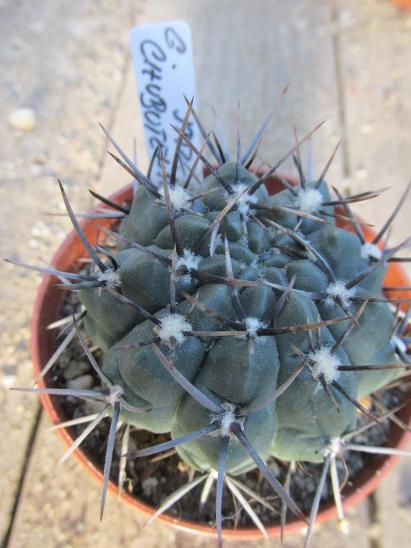 kaktusy  gymnocalicium  chubutense - Zahrada