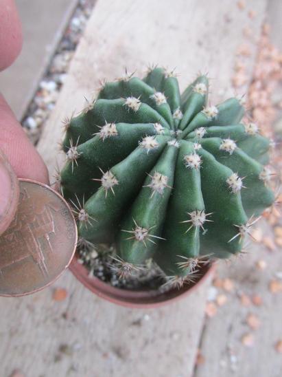 kaktusy echinopsis hybrid - Zahrada