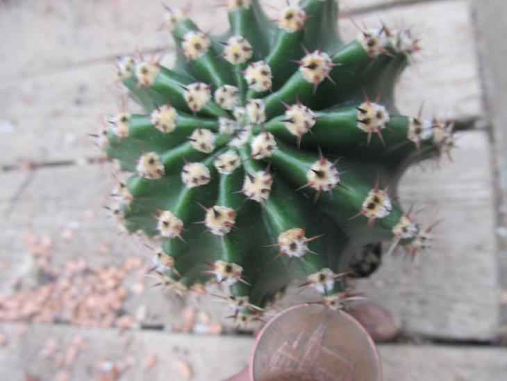 kaktusy echinopsis hybrid - Zahrada