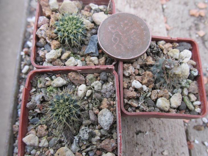 kaktusy frailea sp. 3 kusy