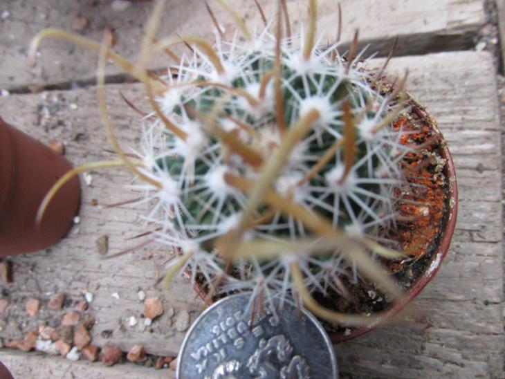 kaktusy stenocactus sp