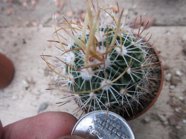 kaktusy stenocactus sp