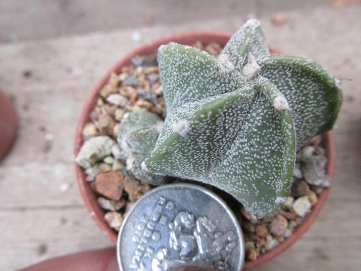kaktusy astrophytum hybrid