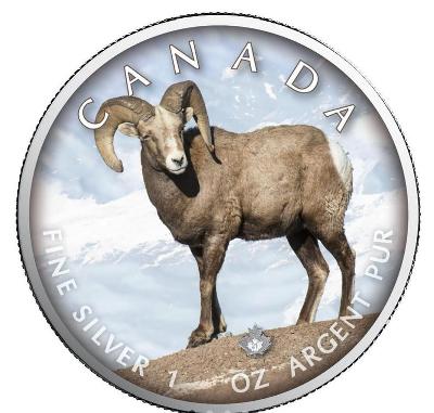 Stříbrné mince MAPLE LEAF - Bighorn Sheep - 1 OZ Color 