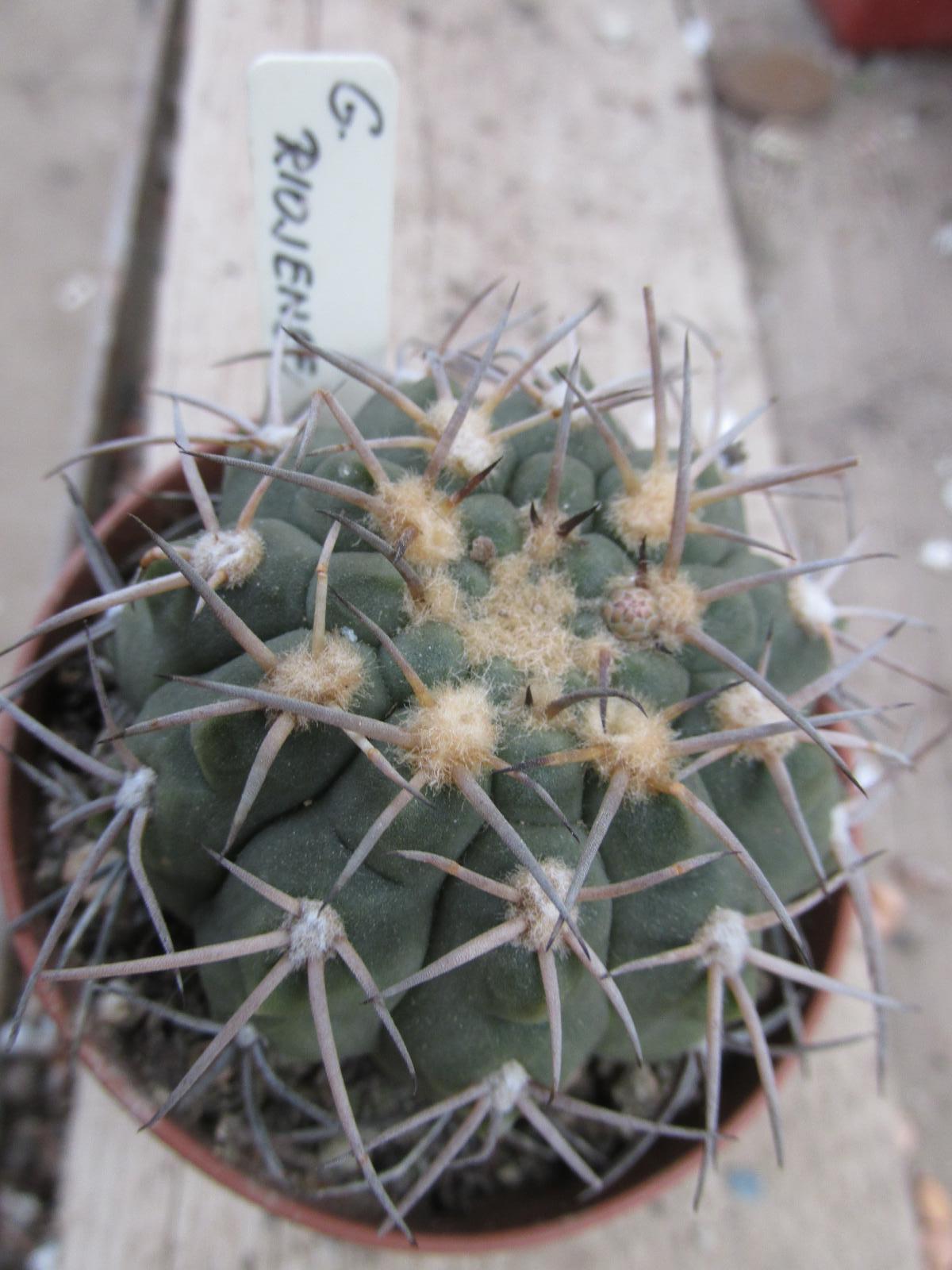 kaktusy  gymnocalicium  riojense - Dům a zahrada