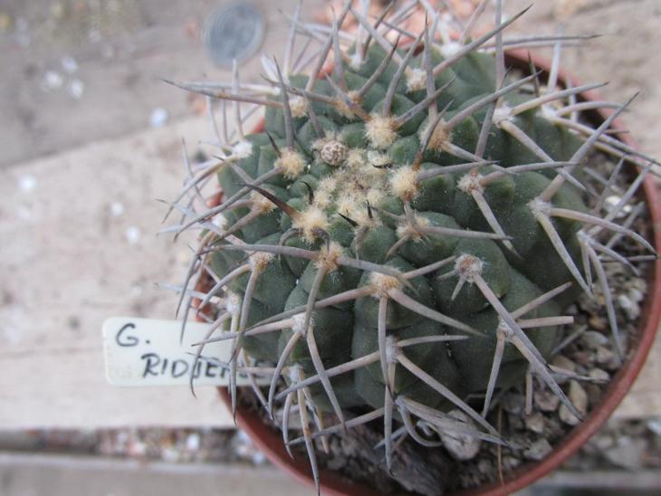 kaktusy  gymnocalicium  riojense - Zahrada
