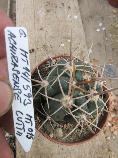 kaktusy  gymnocalicium  achirasense