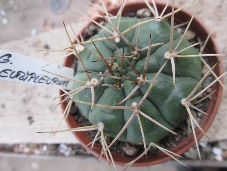 kaktusy  gymnocalicium  eurypleurum