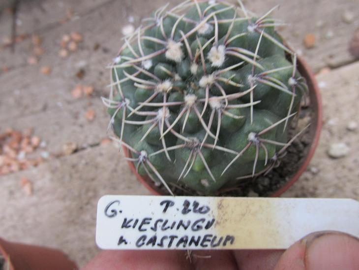 kaktusy gymnocalicium kieslingii v. - Zahrada