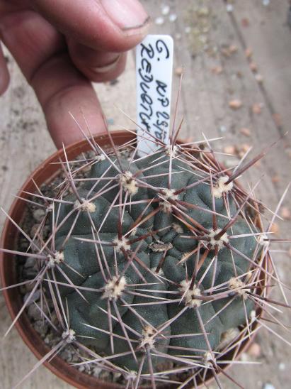 kaktusy gymnocalicium reductum