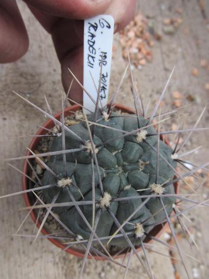 kaktusy gymnocalicium radekii - Dům a zahrada