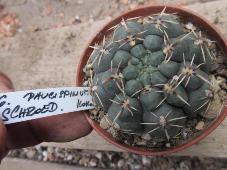 kaktusy  gymnocalicium  paucispinum - Zahrada