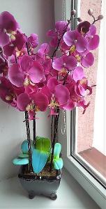 Orchidej růžová, působí velmi reálně, skoro jako živá.