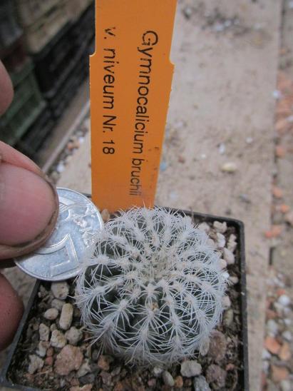 kaktusy  gymnocalicium  bruchii v niveum - Zahrada