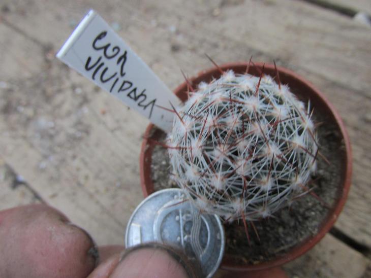 kaktusy coryphantha vivipara -mrazuodolná - Zahrada