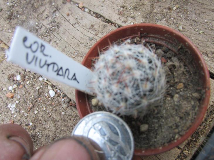 kaktusy coryphantha vivipara -mrazuodolná - Zahrada