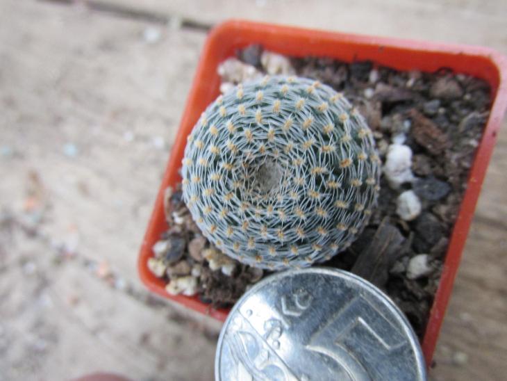 kaktusy lobivia famatimensis