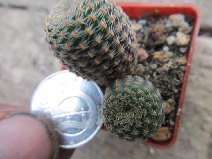 kaktusy lobivia famatimensis