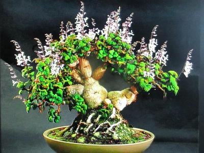 Plectranthus ernstii ( sukulentní bonsai )