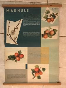 Ovocné plody, stromy - přírodopis - školní plakáty 9 ks