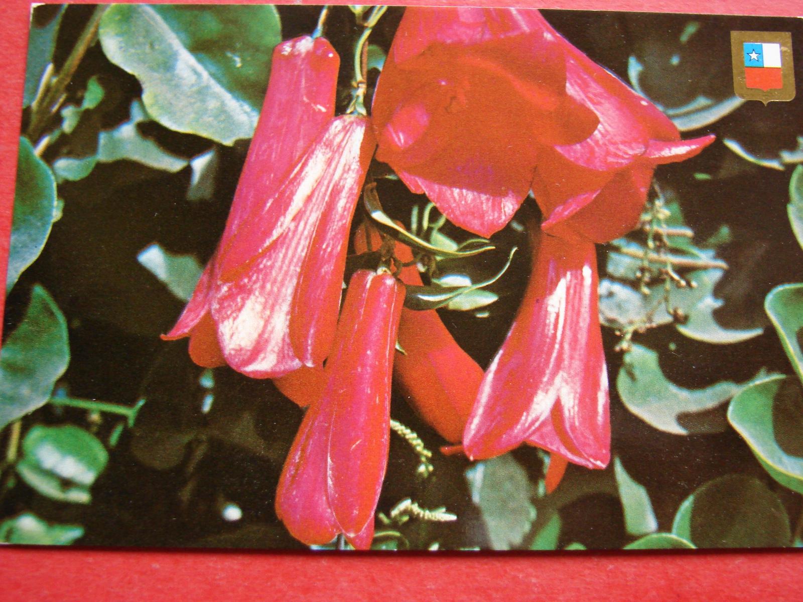 KVĚTINA Květiny Kytka Copihues rojos CHILE | Aukro