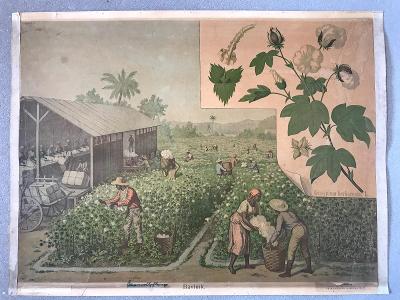 Školní plakát - Litografie - Bavlna  - 1900 , Franc Bukacz ,
