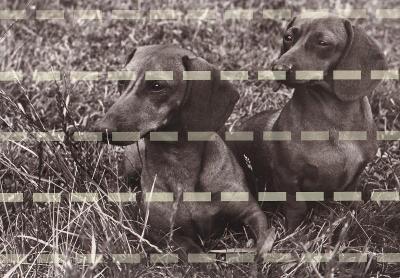 Pohlednice psi, Psi na trávě