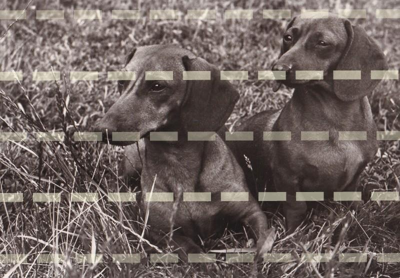 Pohlednice psi, Psi na trávě - Pohlednice