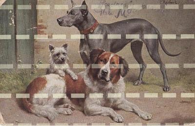 Pohlednice psi, Psi a štěně