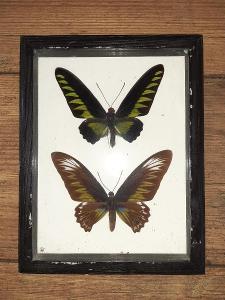Páreček motýlů Trogonoptera