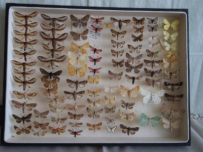 Sbírka motýlů  v proskleném rámu