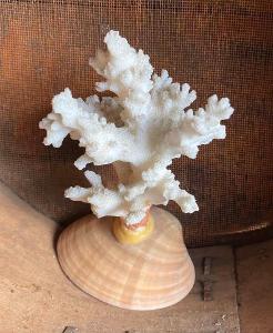 Dekorace bílý korál, mušle, moře