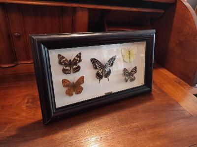 Stará krásná sbírka motýlů - RHODES