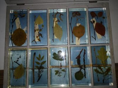 Stará školní pomůcka - Akryláty jehličnatých a listnatých stromů II. 