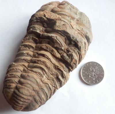 Trilobit Calymene - Maroko - velký vzorek (9,5 cm)