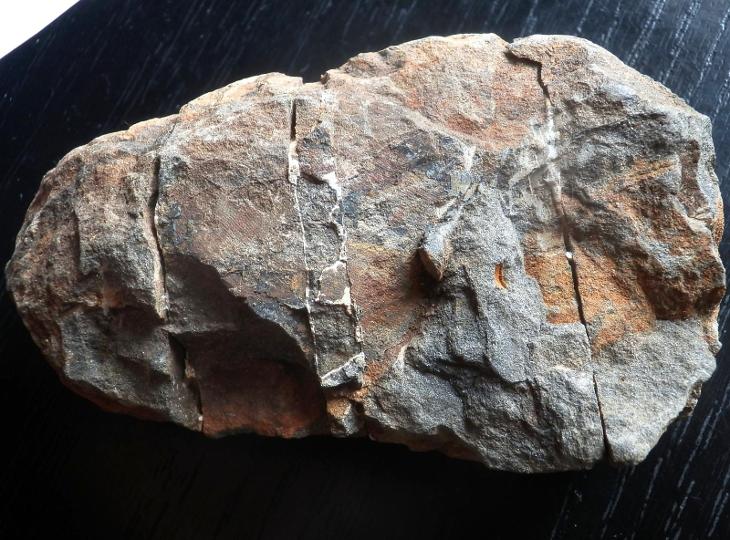 Trilobit Calymene - Maroko - velký vzorek (9,5 cm) - Zkameněliny