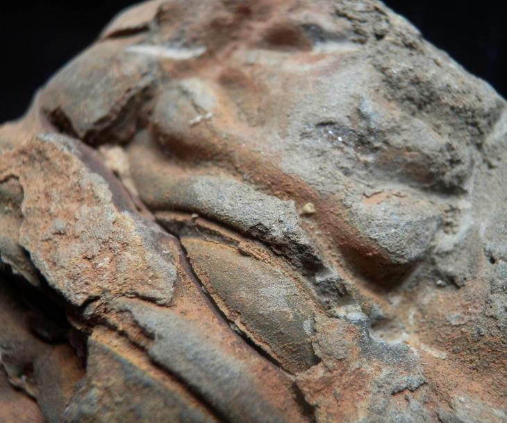 Trilobit Calymene - Maroko - velký vzorek (9,5 cm) - Zkameněliny