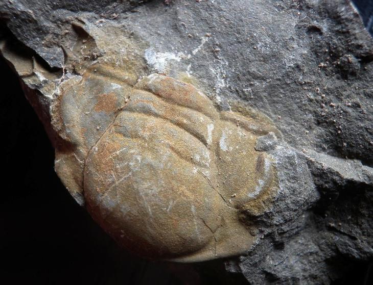 Trilobit Paradoxides gracilis - pozitiv hlavy - Felbabka - Zkameněliny