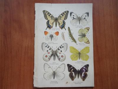 Motýli - 8 tisků - chromolitografie