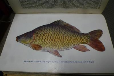 Rybářský slovník 450 st. stovky fotek tisky ryb !! Naše rybářství 1948