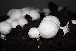 Sada pro pěstování Žampión bílý 10kg (Agaricus Bisporus)