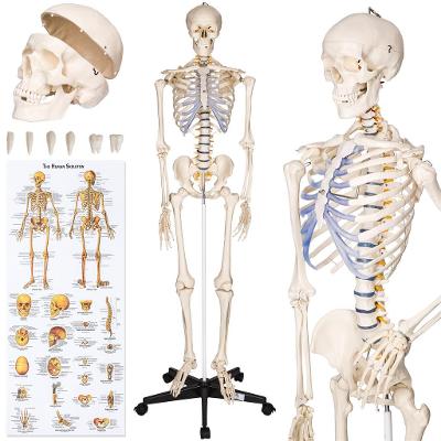 tectake 400502 anatomický model lidská kostra 180 cm - bílá
