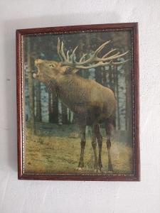 Obrázek jelena v zaskleném rámečku  