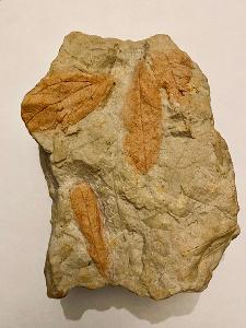 Obrovská zkamenělina 1300 g