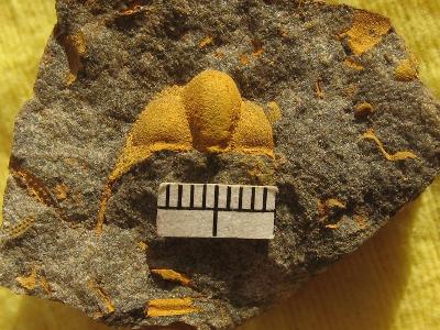 Trilobit Deanaspis goldfussi - ordovik, ČR