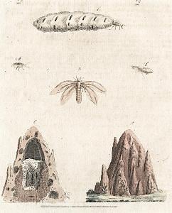 Termiti Bertuch, mědiryt , (1800)