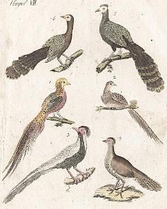 Ptáci bažantovití , Bertuch, mědiryt , (1800)