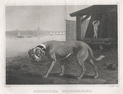 Wolfsfaenger, Meyer, oceloryt, (1840)