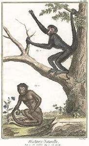 Opice , Diderot, kolor. mědiryt , 1790